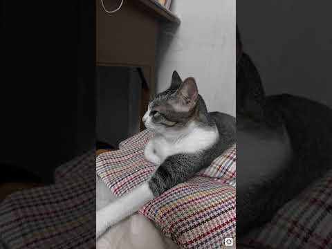 POV: My Camera Roll as a Cat Mom 🐾📸 #catmom #catlover #catvibes #dailycats #whiskers