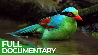 Wild Asia - Fantastic Creatures of Myanmar | Free Documentary Nature