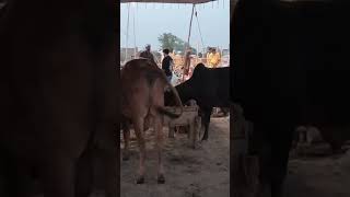 😍🥰#bakraeidspecial #cow #bakr #bakraeidlover #goat #bakra #funny #bakraeid