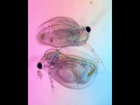 Motic | Cladocerans under microscope - Part 1 | BA310