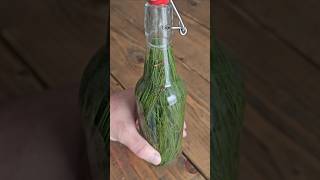 Making soda with pine needles and sugar water