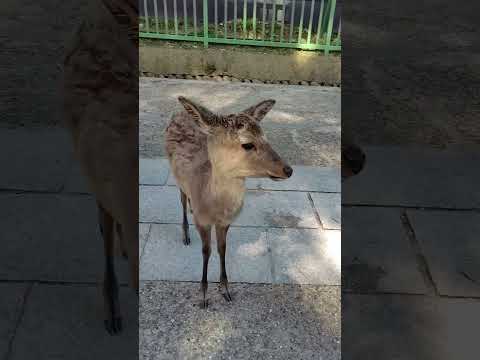 奈良公園行ってきた