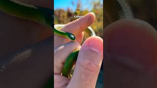 Catching snakes until… 🐍
