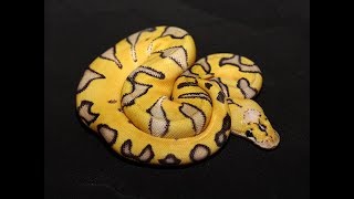 25 of the COOLEST BEAUTIFUL Ball Python Morphs today!!  Snake lovers... watch this!!