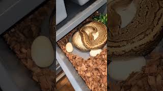 Quistis laid her clutch! #ballpythoneggs #ballpython #snake #reptiles #royalpython