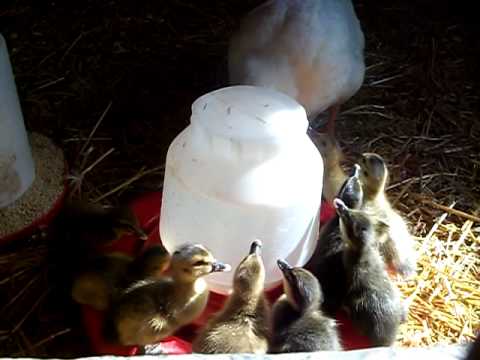 Ducklings Drink