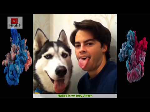 TRY NOT TO LAUGH or GRIN   Steel the husky vines Compilation High5