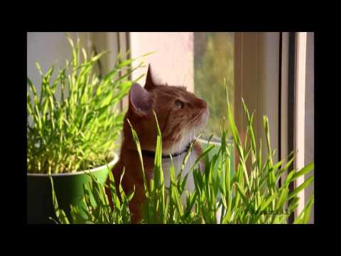 3 minutes of cat purring, relaxation, meditation || 3 minute tors relaxant de pisica