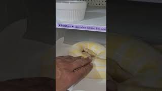 Sunshine has been quiet 🤫 #pythonregius #morphs #pets #shorts #ballpython #reptile #exotics #snakes