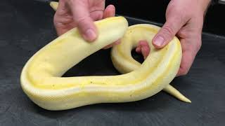 Ball Python Morphs #12- Genetic Stripes- an underrated morph!