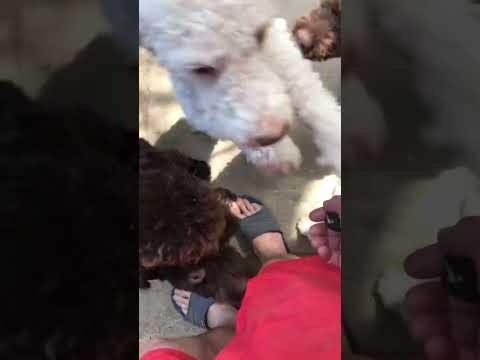 They love it #truffle #short #shorts #foryou #fypシ #viral #youtubeshort