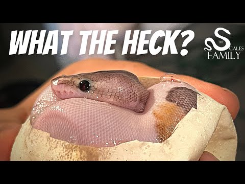 Super Pastel Cinnamon Sandblast Pied x ??? Het Pied
