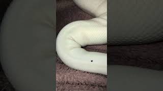 #reptiles #piedballpython  #animals #pets #exotic #exoticanimals #foryou #fypシ゚viral