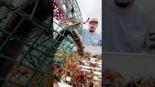 🤯 Lesser Sirens in Crawfish Traps