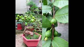 #fruit #guava #tree #chanduanimo #propagate_guava_tree #gardening #farming#viralvideo