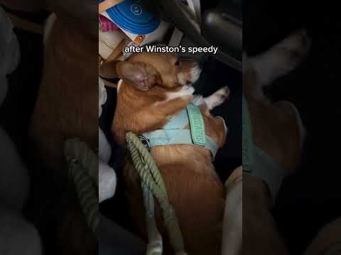 Flying to London #travel #airport #flight #travelvlog #corgi #dog #dogmom #plane #explore #dogs