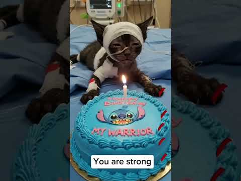You are strong | Cats #animalintelligence #cat #cake #o #cute #happybirthday