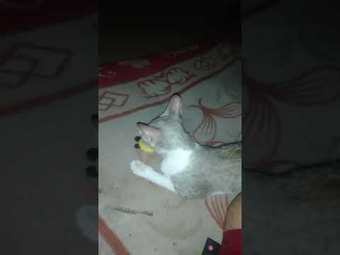 catnip craze oyeeee #cat #catnipforcats #catshorts #catvideos #funnyanimals #funnycats