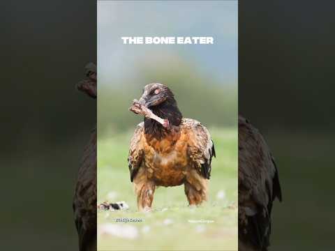 Bearded vultures can digest bones with their powerful stomach acid. #Wildlife #NatureFacts #facts