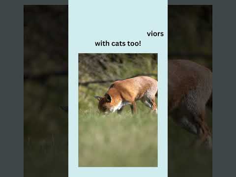 Fox Facts #kids #animals #fox #nature #kidslearning #educational #learning