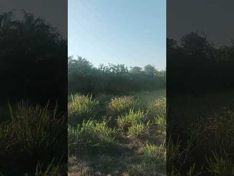 #shorts #nature #relaxing