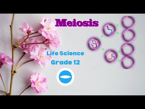Grade 12 | Meiosis processes | Life Science |