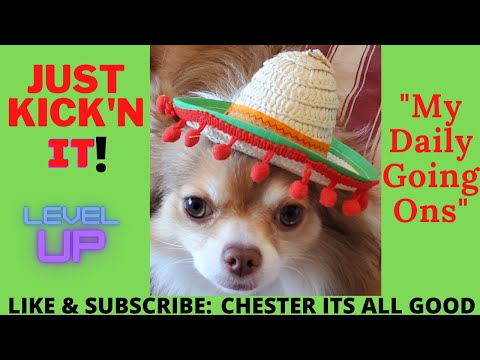 Chester the Chihuahua Dog Life