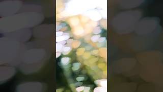 Fas jaogi jaan ❤️ #growthing #bhojpurisong #music #bhojpuri #growthup #bhojpurimusic #growthacking