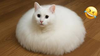 Try Not To Laugh 😂 Funniest Cats & Dogs | Funny Animals #3