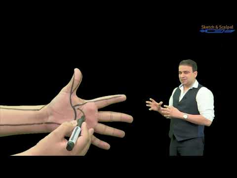 Arterial Arches of Hand - Anatomy Video by Dr. Ashwani Kumar