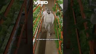 🌱🏙️ Floating Farms: Feeding Tomorrow’s Cities#floatingfarms #verticalagriculture#futurecities #green