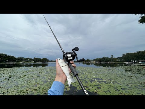 Catching Big Bass On Big Swimbaits