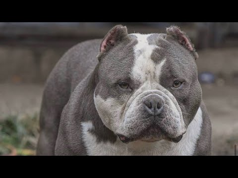 The Difference between a American Bully vs. Exotic bully