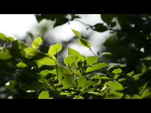 Wrens Singing (20170612-4587)