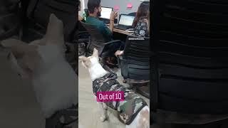 Dog-friendly office