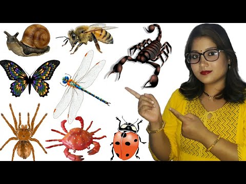 Insects Name | Insects For Kids | Insects Name Hindi And English | कीट-पतंगो के नाम #Insectsname