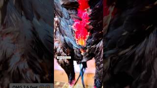OMG 2.6 feet 😱😱 #aseelmurga #pets #youtubeshorts #rooster #viralvideo #pet #rooster #chicken