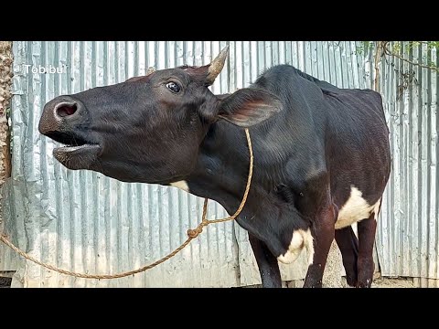 Cow Sound Daily Routine At Our Village | Animal Sounds, That Is Cow Sound In Asia Bangladesh