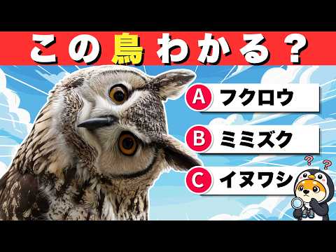 [Bird Quiz] What kind of bird is this? 22 questions, from cute birds to rare ones!