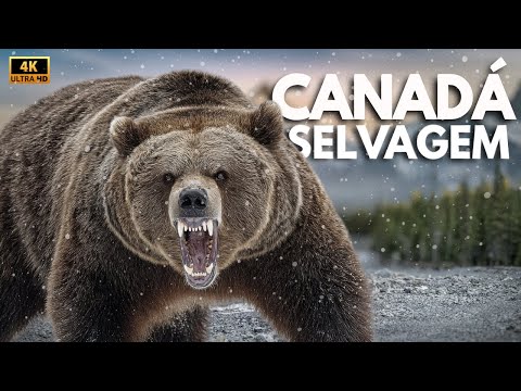 EXPLORING CANADA: Secrets of the Wildest Kingdom in the Americas | Animal Documentary