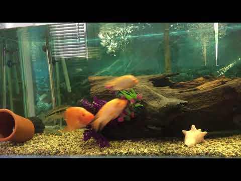 New fish Central American cichlid set up!