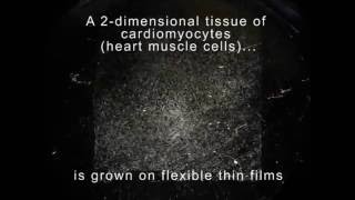 Muscular Thin Films: Biohybrid Materials For Soft Robotics
