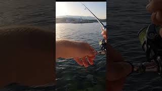 Would a Fish Jump on a Shrimp Its Own Size? 😂 #fishing #outdoors #fishscript