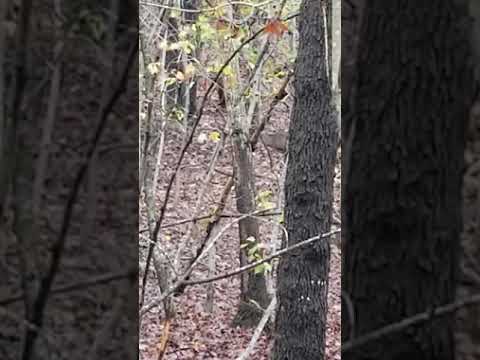 buck making a scrape