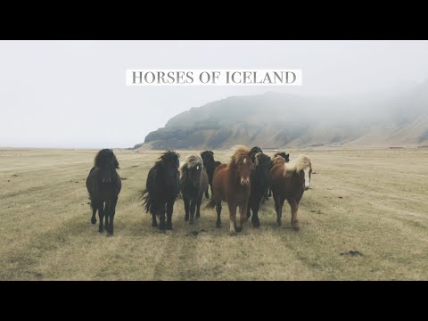 Icelandic Horses in 4K