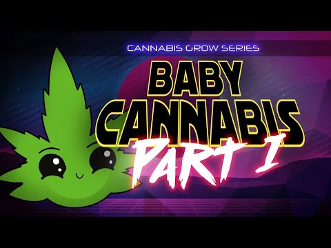 Growing Zkittlz & Black Amnesia Haze Cannabis: Weeks 1-2
