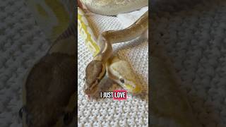 A Ball Python Love Story #quickchange