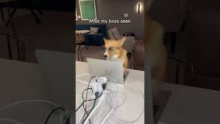 Looking hella studious🤣🤣 #dogshorts #code #memes #funny #programmer #subscribe #workers  #coding