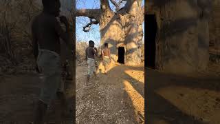 Hadzabe brothers made a new house on the Baobab tree. Where they will be staying.#survival #shorts