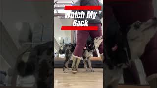 Psychiatric Service Dog Tasks #servicedogtrainer